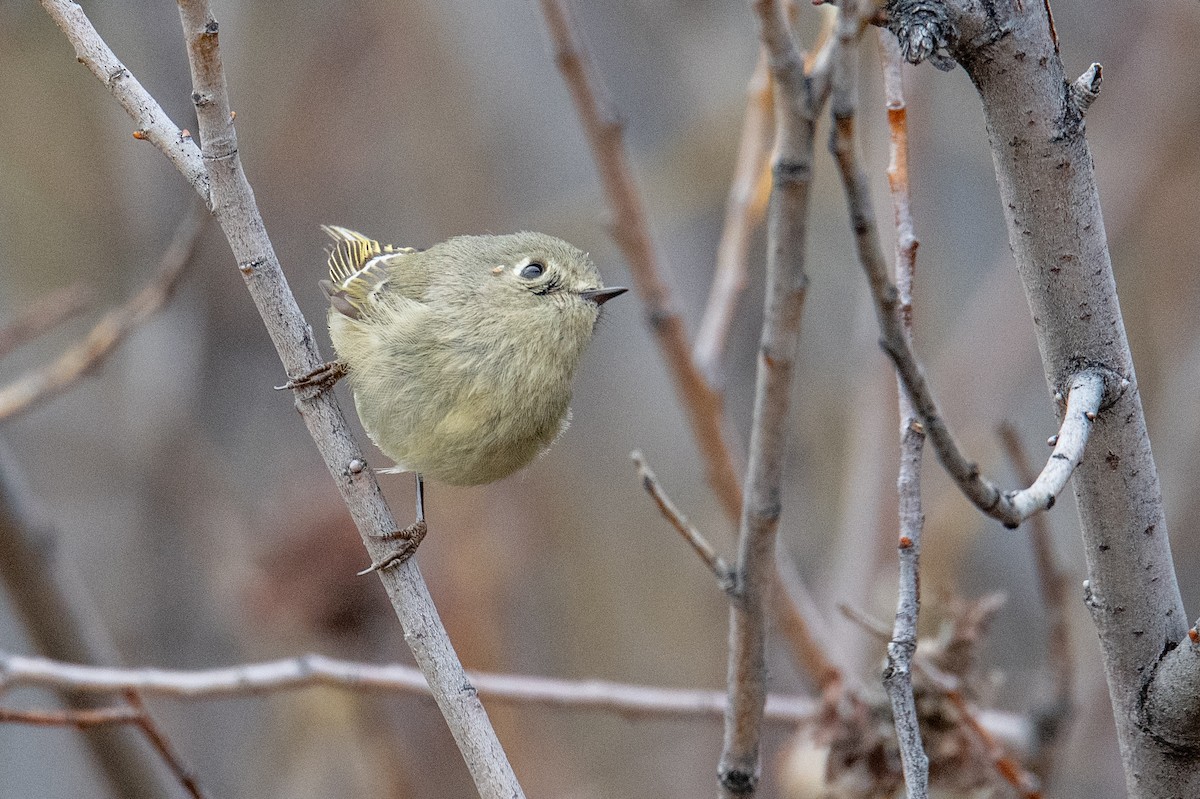 Ruby-crowned Kinglet - ML617048231