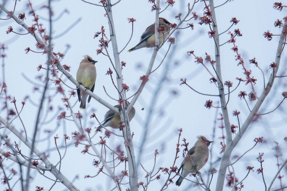 Cedar Waxwing - ML617048236