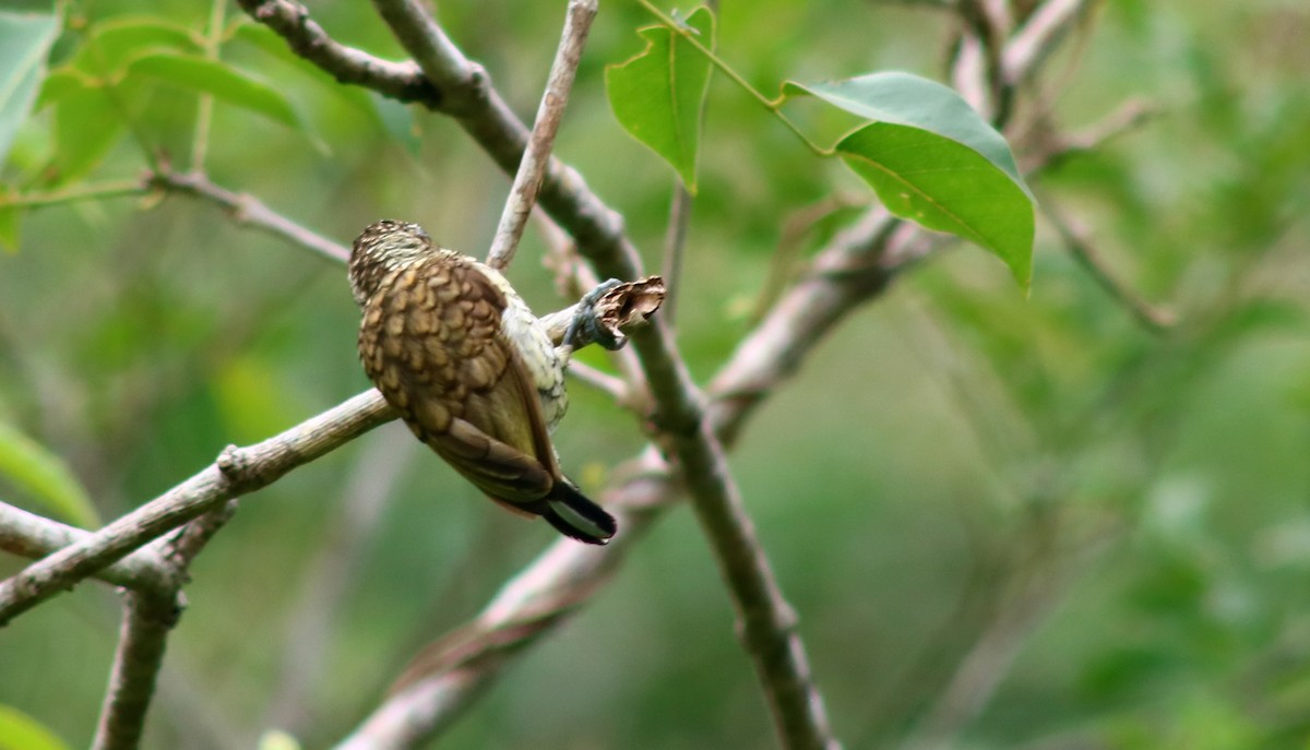 Scaled Piculet - ML617048285