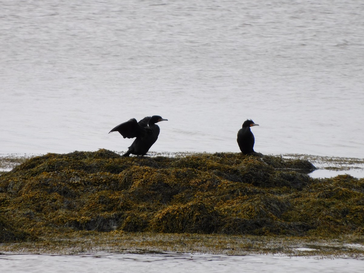 Double-crested Cormorant - ML617048298