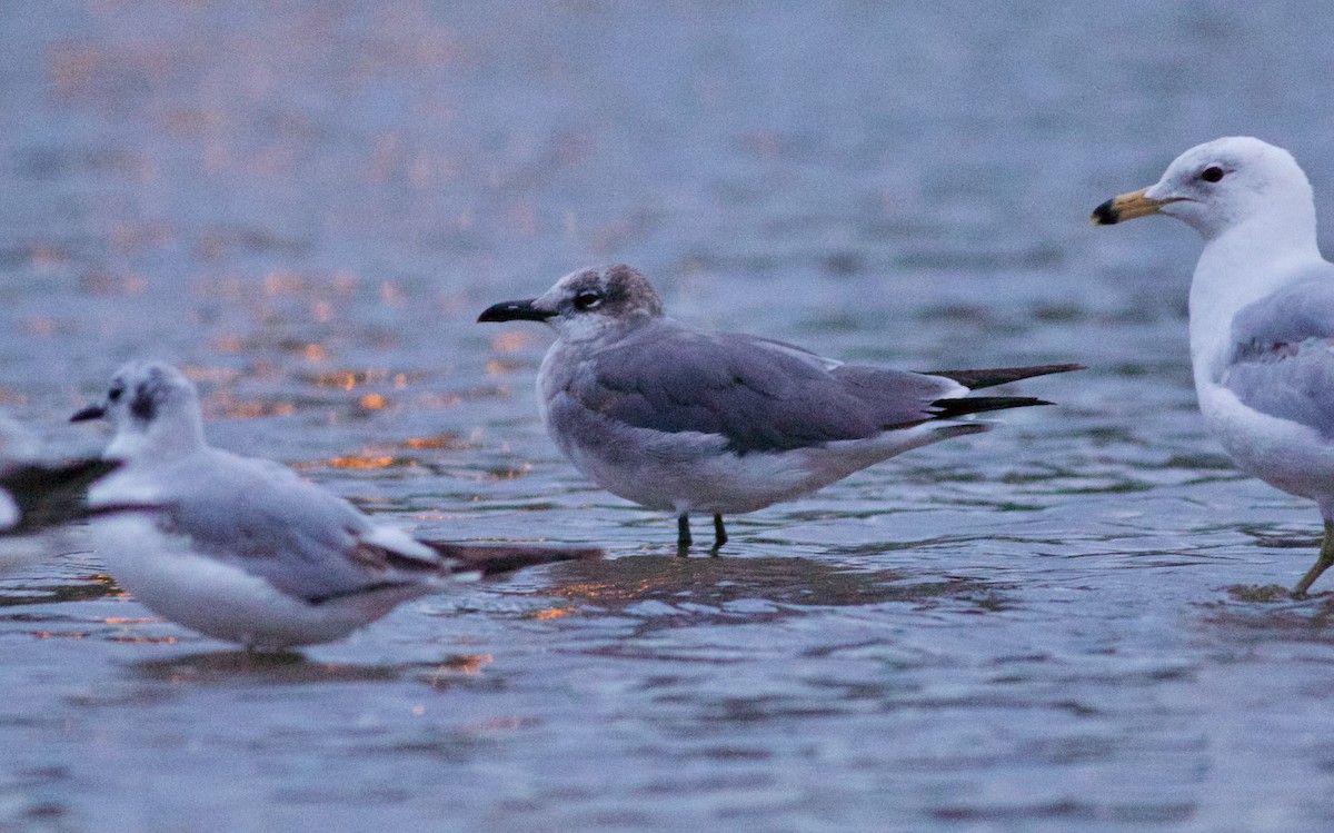 Laughing Gull - Iain Fleming