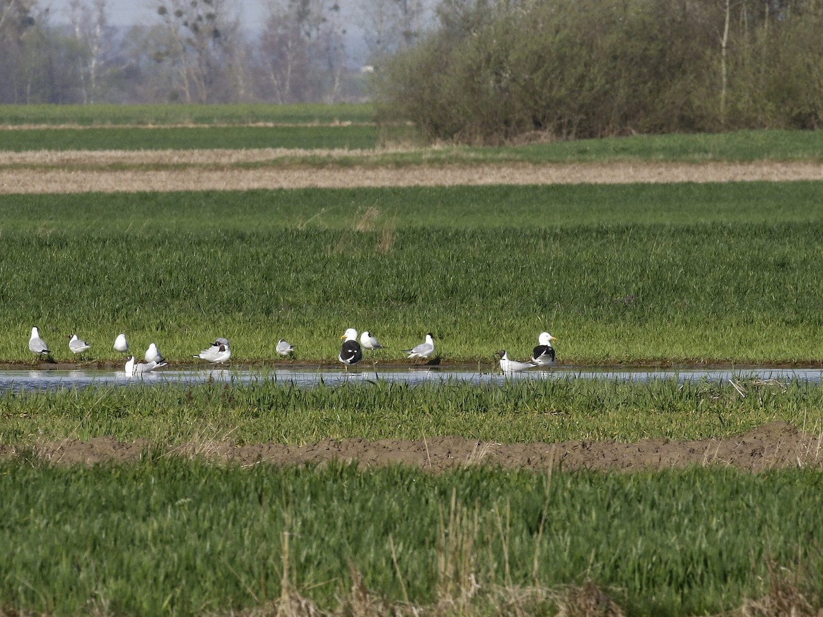 Lesser Black-backed Gull (fuscus) - ML617048310