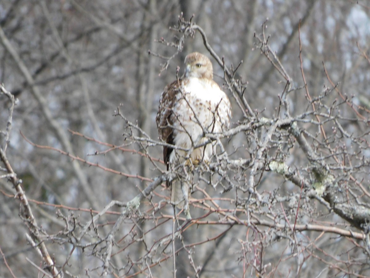 Red-tailed Hawk - ML617048359