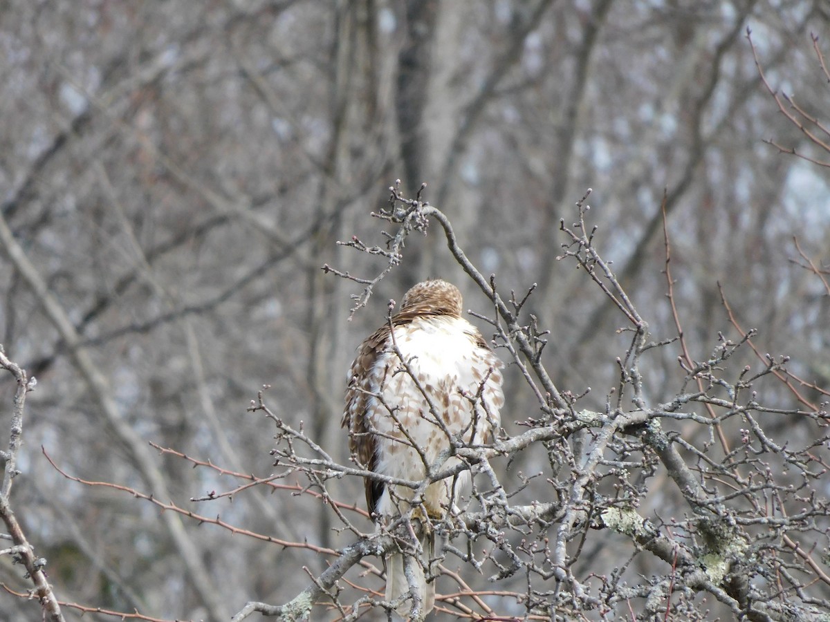 Red-tailed Hawk - ML617048368