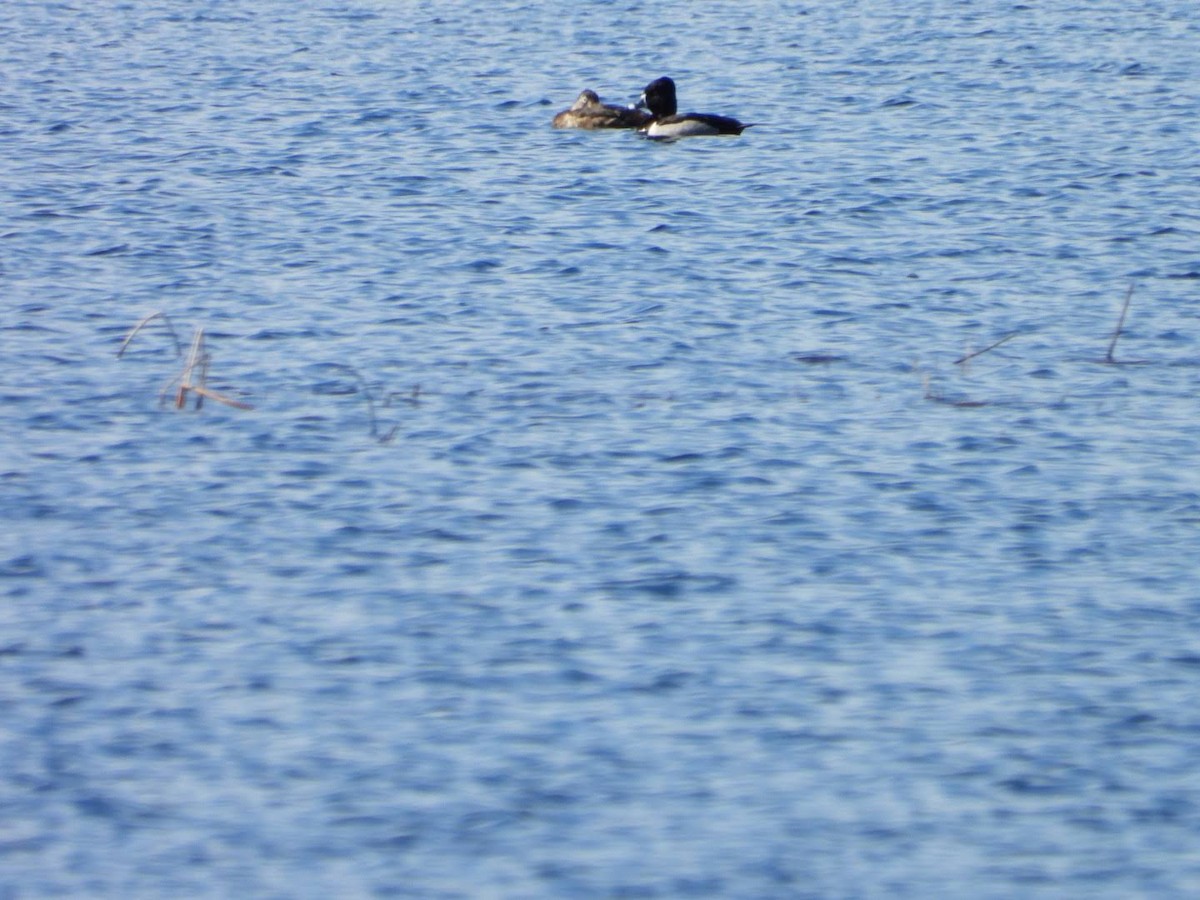 Ring-necked Duck - ML617048376