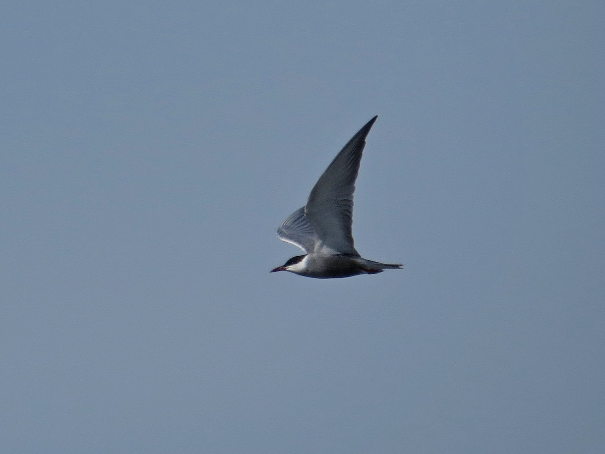 Whiskered Tern - Carlos Gutierrez-Expósito