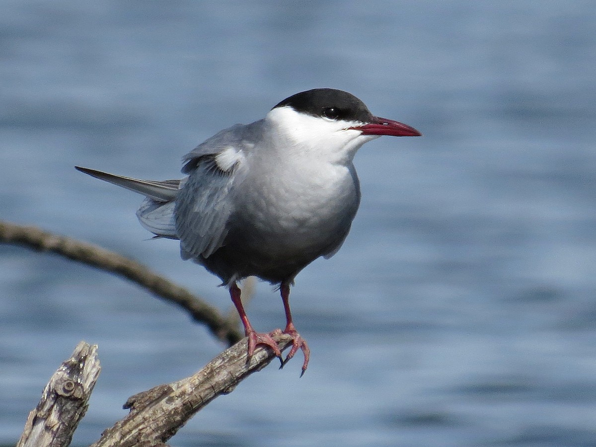 Whiskered Tern - Carlos Gutierrez-Expósito