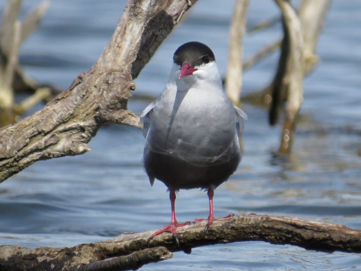 Whiskered Tern - Carlos Gutierrez-Expósito