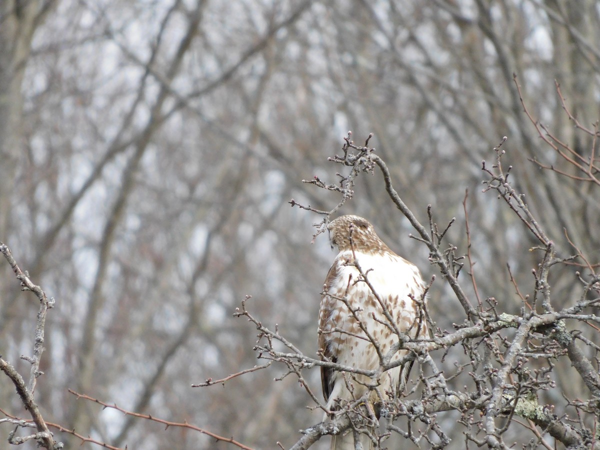 Red-tailed Hawk - ML617048423