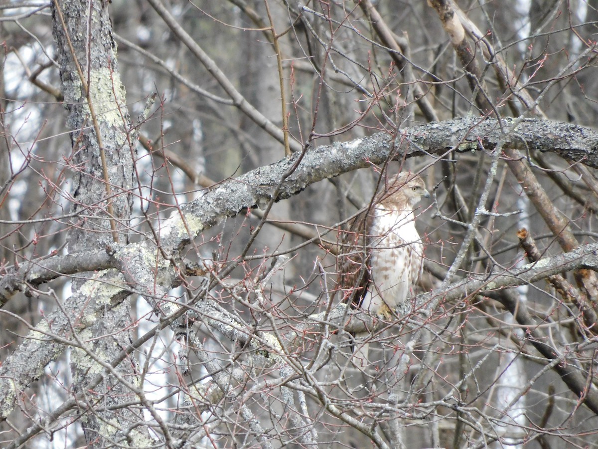 Red-tailed Hawk - ML617048432