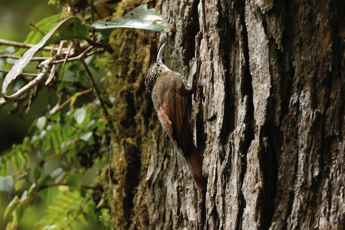 Spot-crowned Woodcreeper - ML617048444