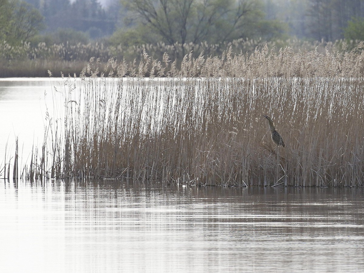 Great Bittern - Carlos Gutierrez-Expósito