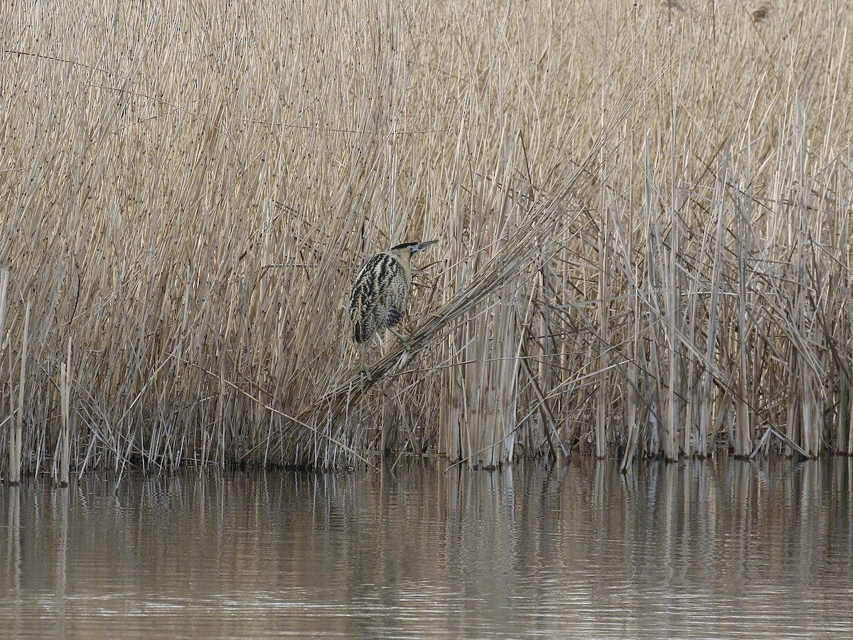 Great Bittern - Carlos Gutierrez-Expósito