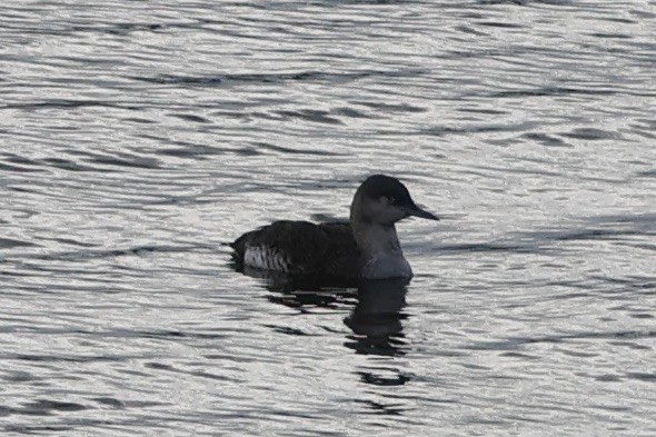 Red-throated Loon - ML617048484