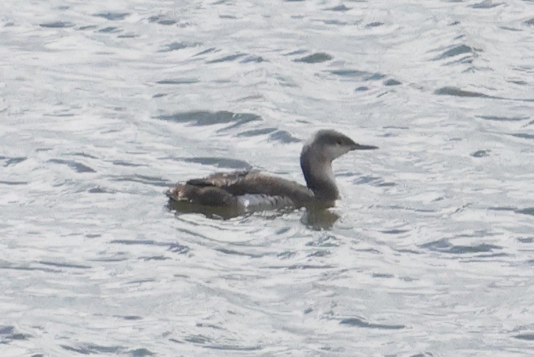Red-throated Loon - ML617048485