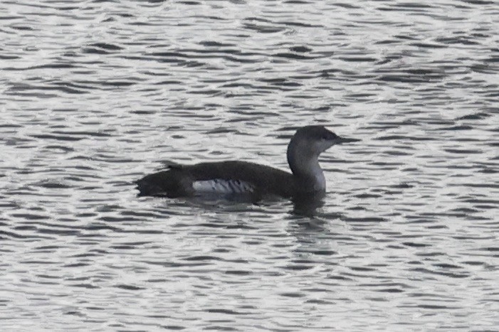 Red-throated Loon - ML617048486