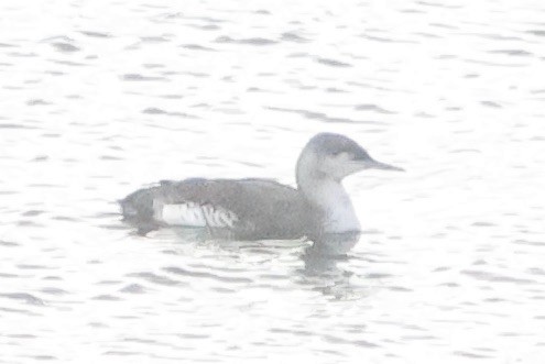 Red-throated Loon - ML617048487