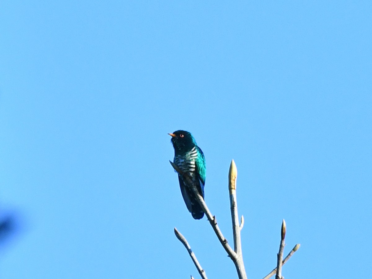 Asian Emerald Cuckoo - ML617048518
