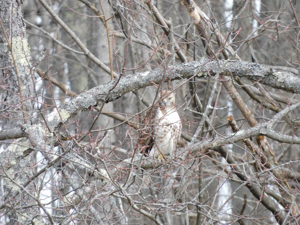 Red-tailed Hawk - ML617048525