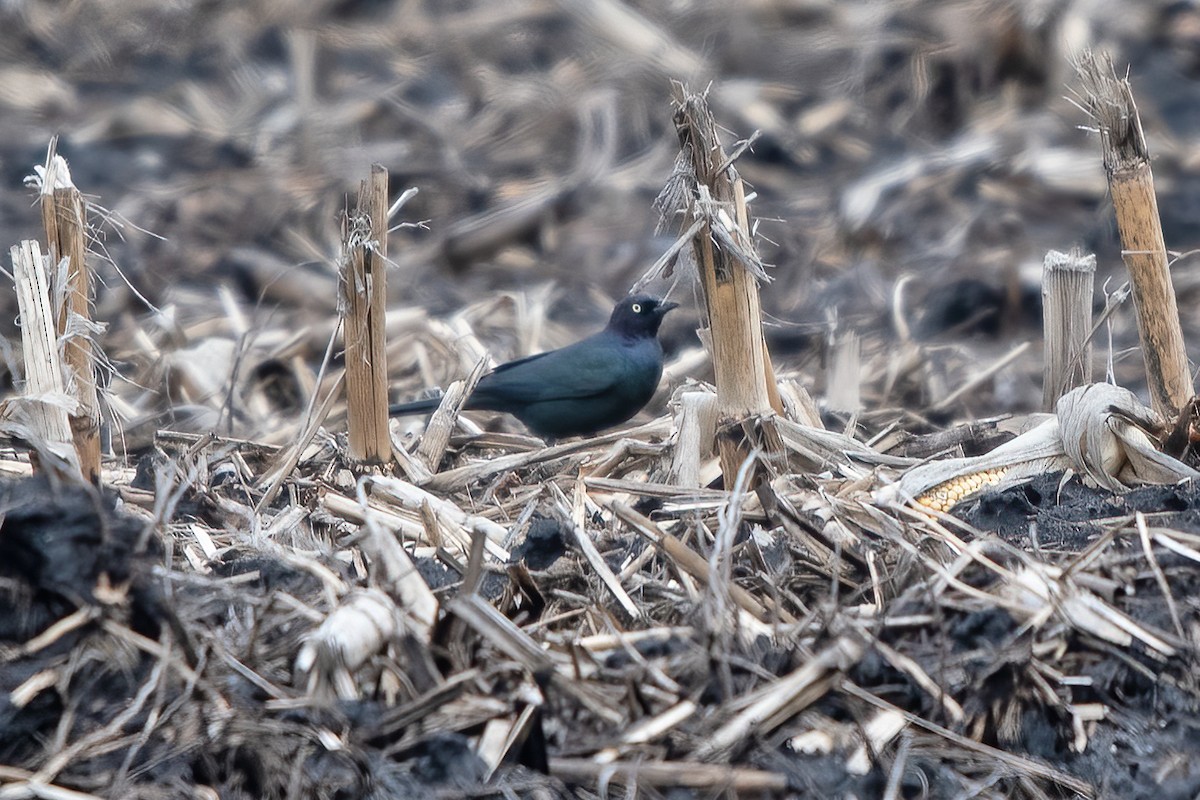 Brewer's Blackbird - Allen Chartier