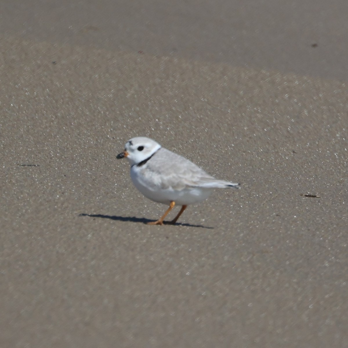 Piping Plover - ML617048572
