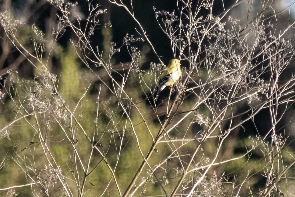 American Goldfinch - ML617048595