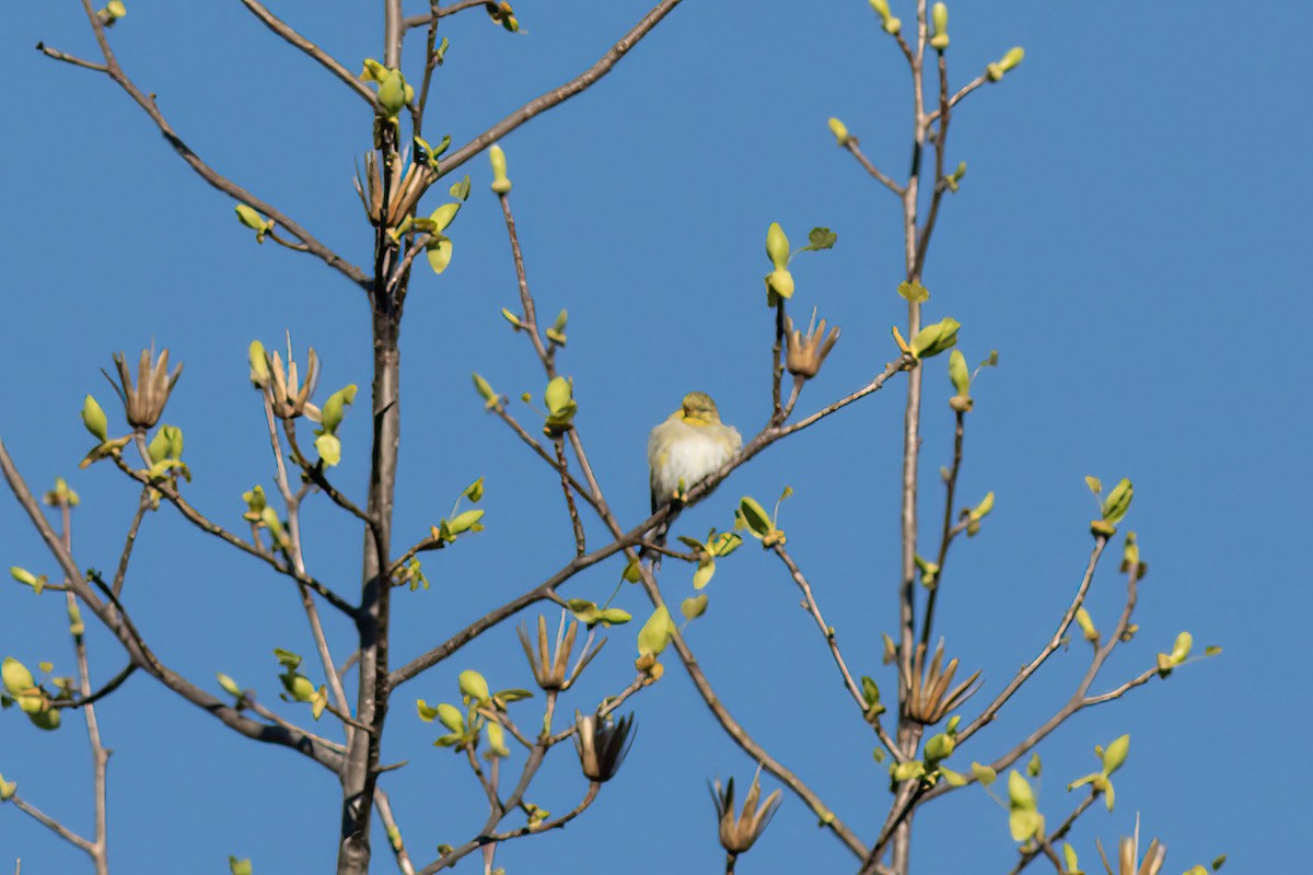 American Goldfinch - ML617048596