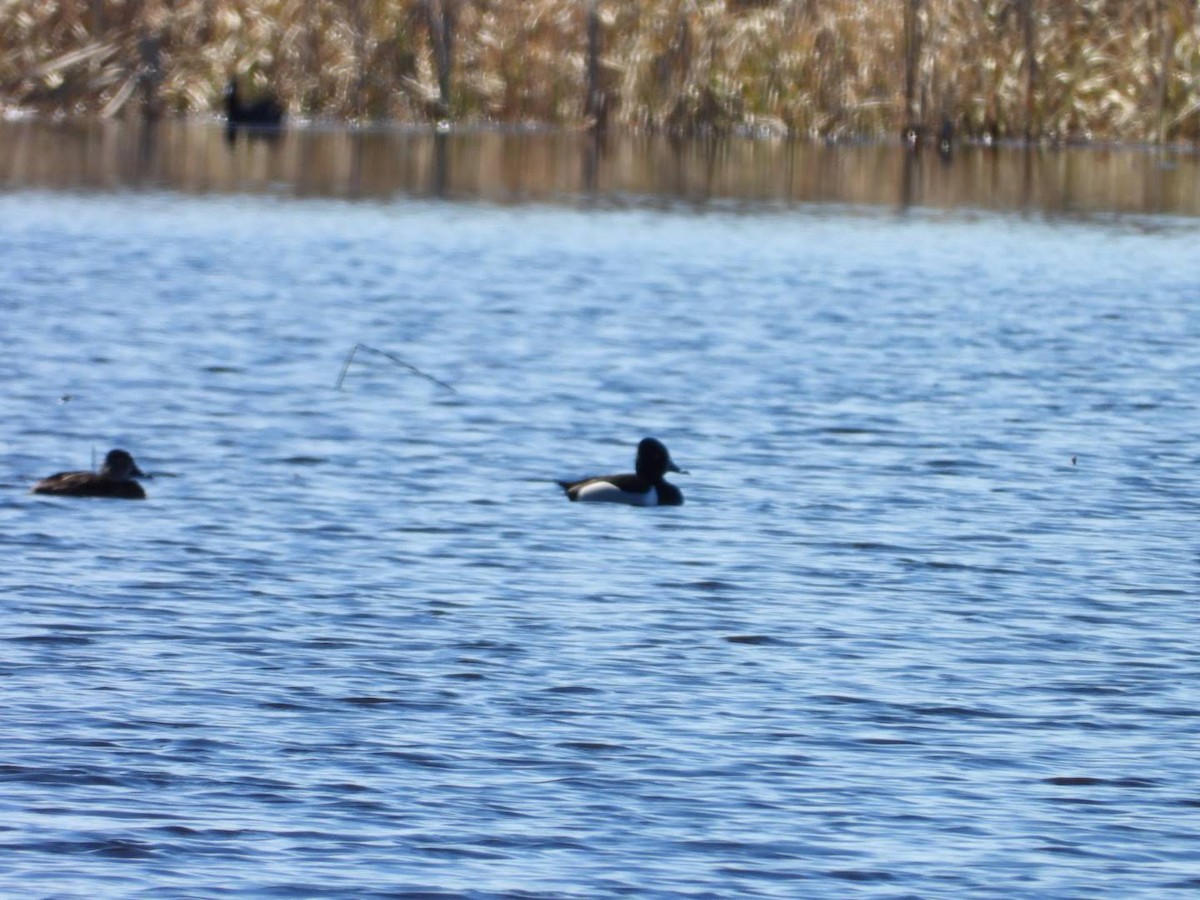 Ring-necked Duck - ML617048656