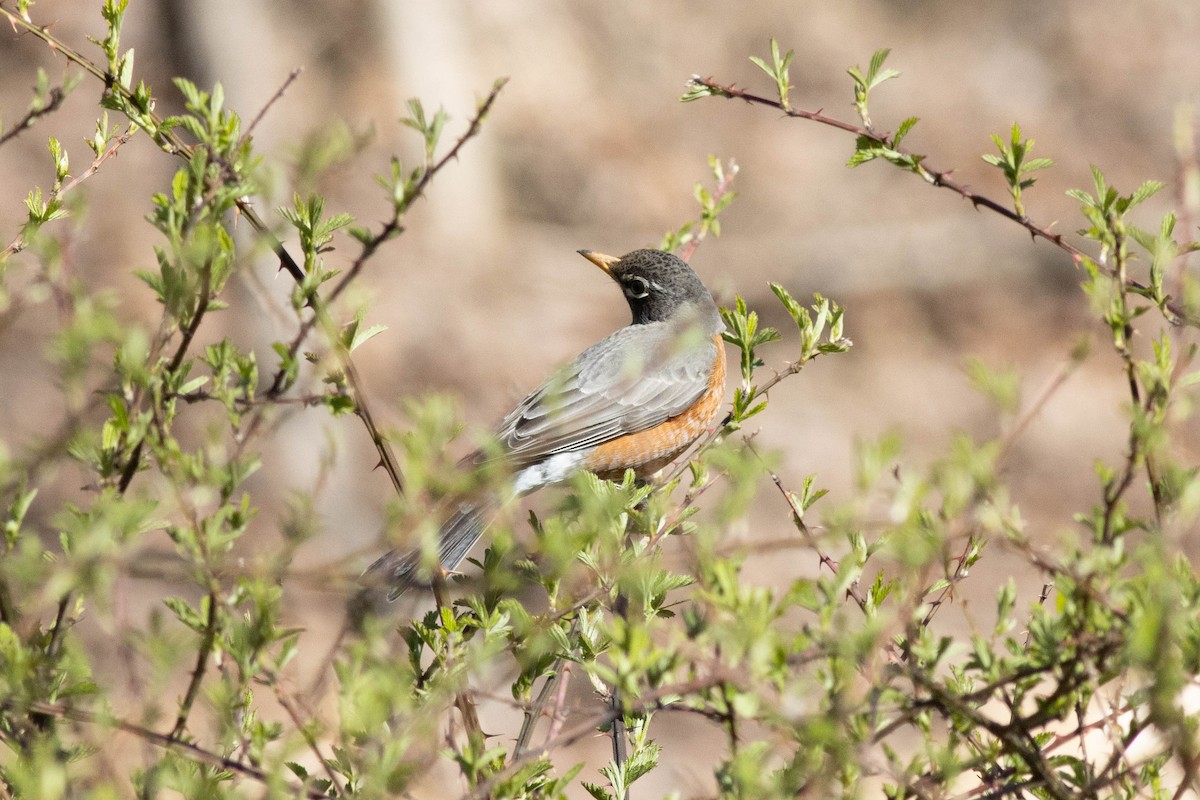 American Robin - Ed Vigezzi