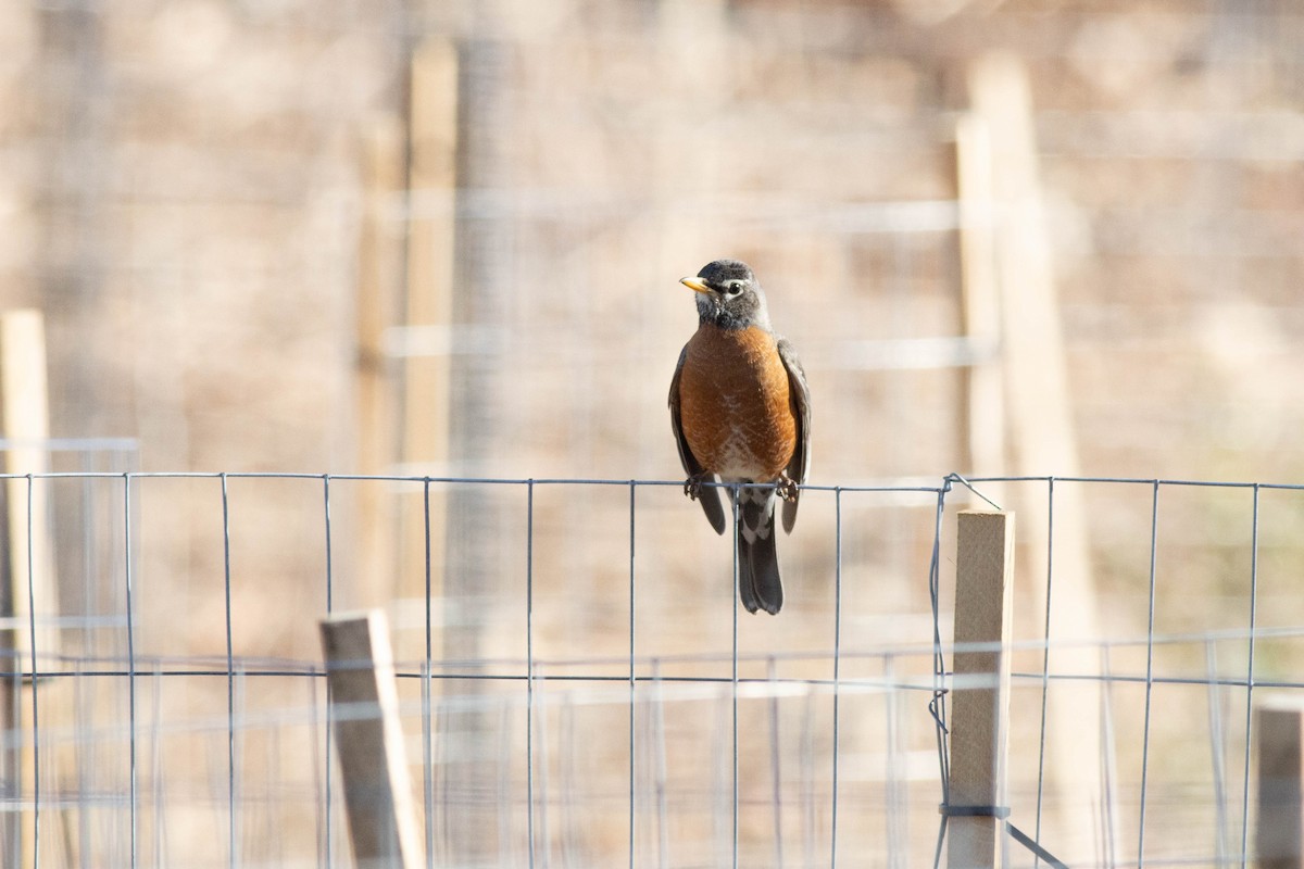 American Robin - Ed Vigezzi