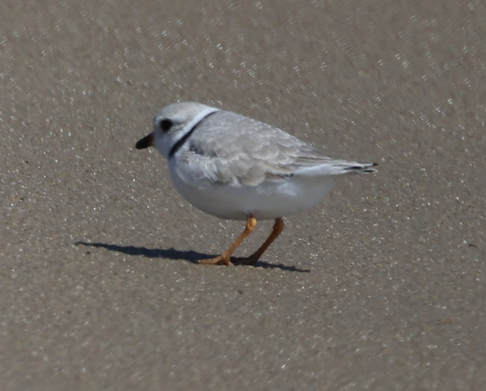 Piping Plover - ML617048708