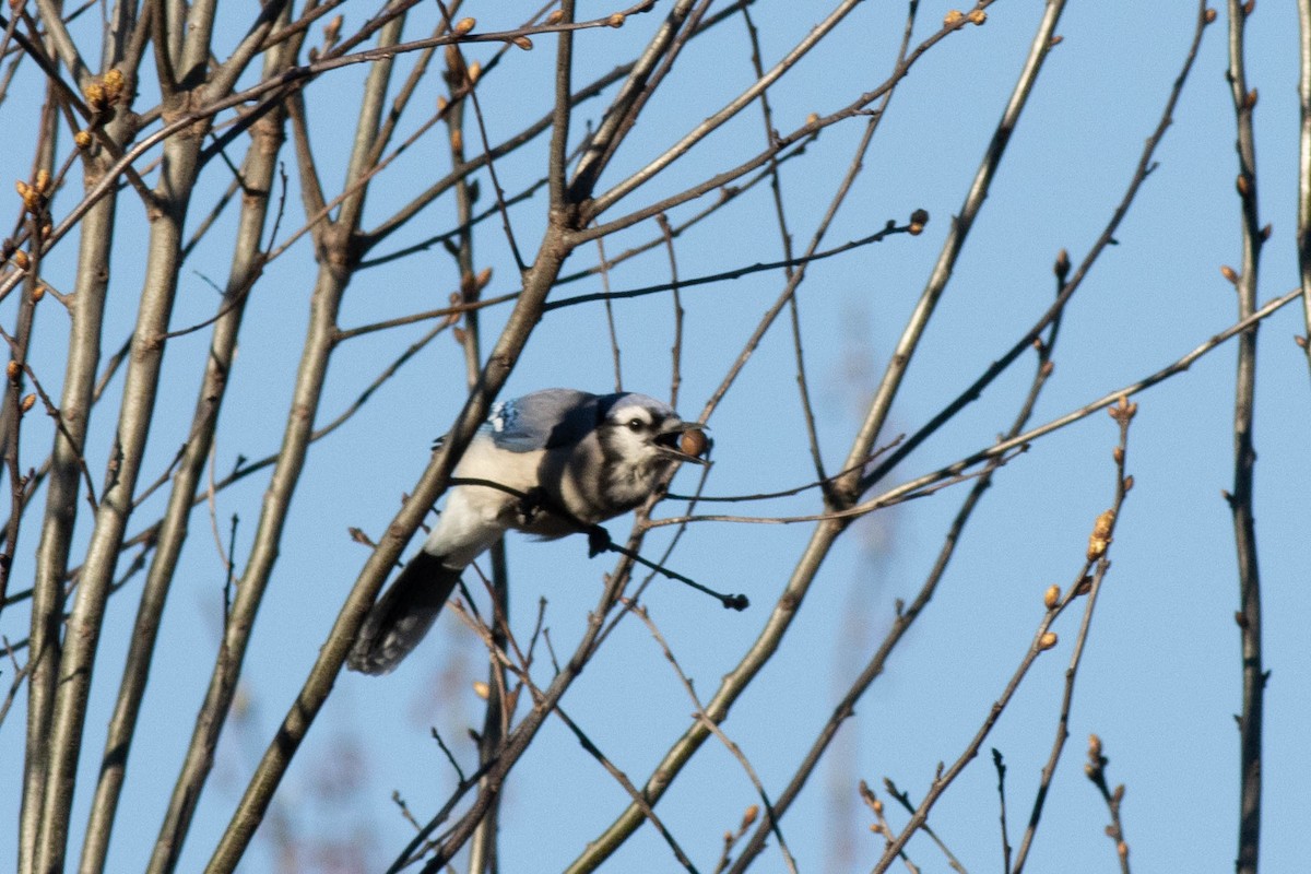 Blue Jay - ML617048718