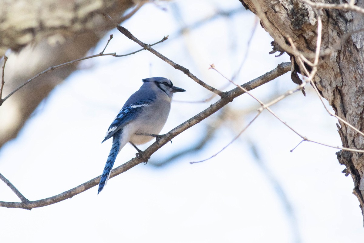 Blue Jay - ML617048721