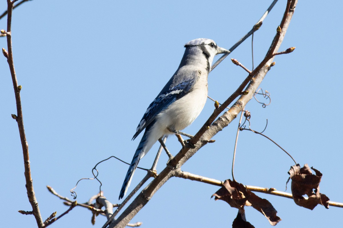 Blauhäher - ML617048722