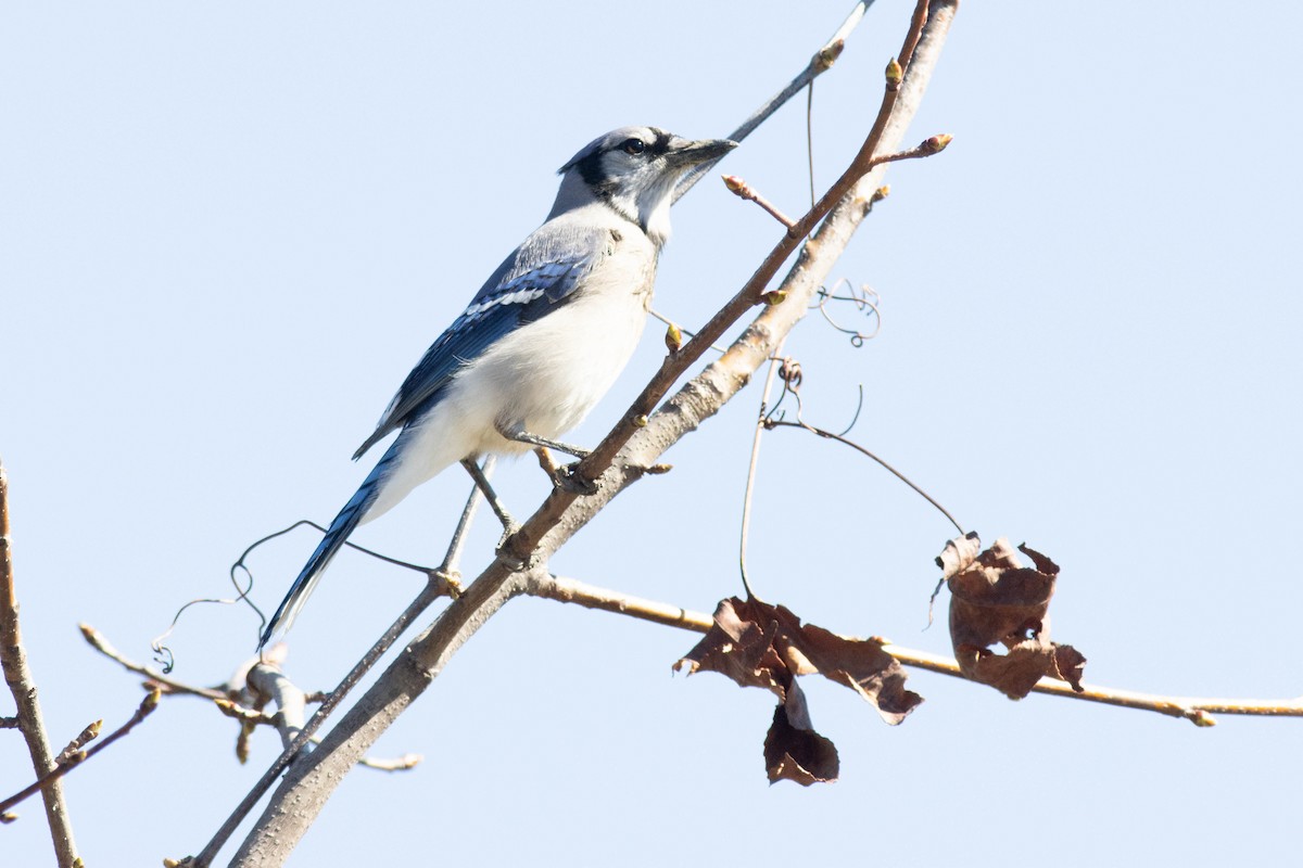 Blue Jay - ML617048727