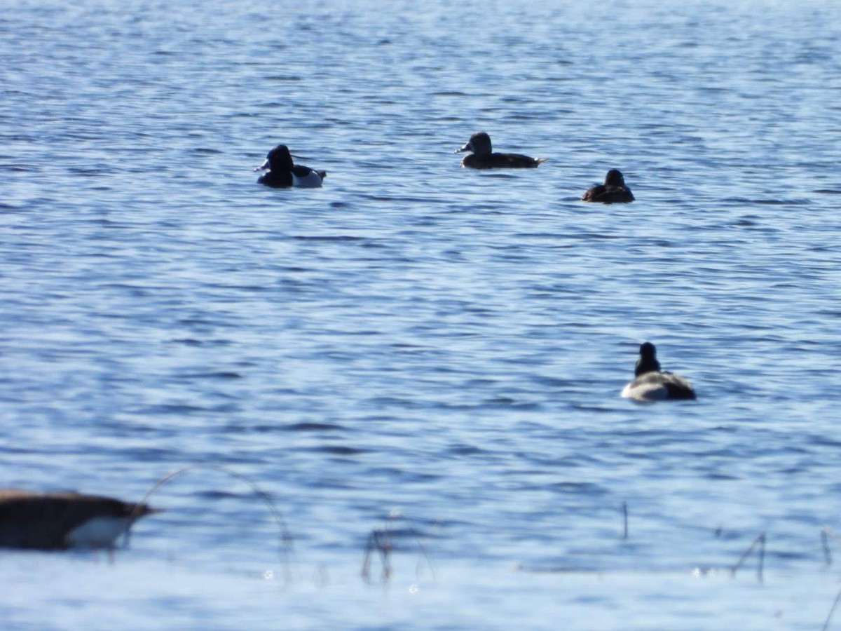 Ring-necked Duck - ML617048732