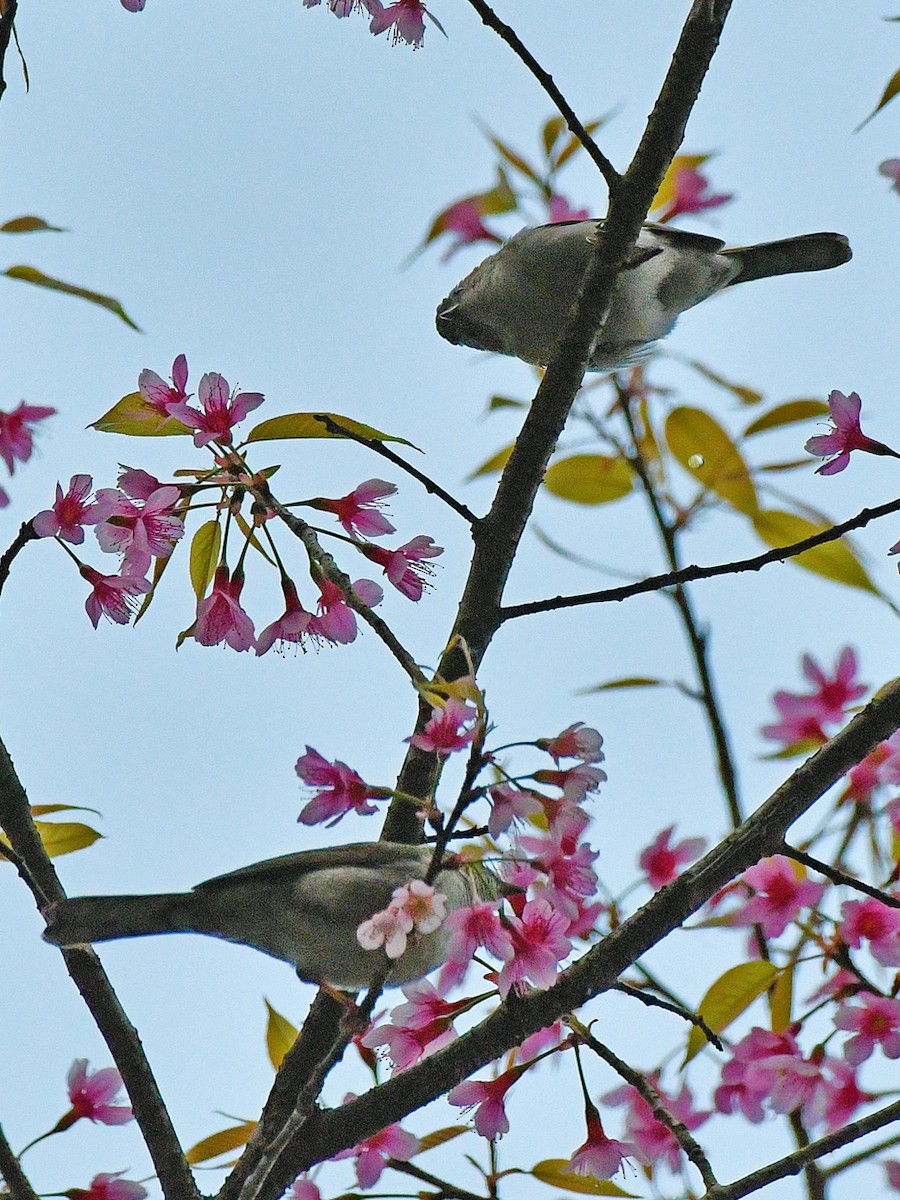 Striated Yuhina - Brian Carruthers