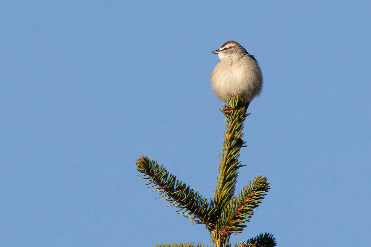 Chipping Sparrow - ML617048769