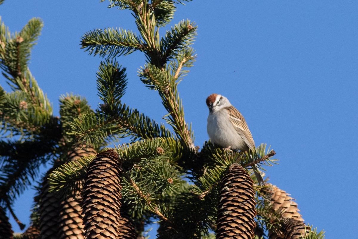 Chipping Sparrow - ML617048772