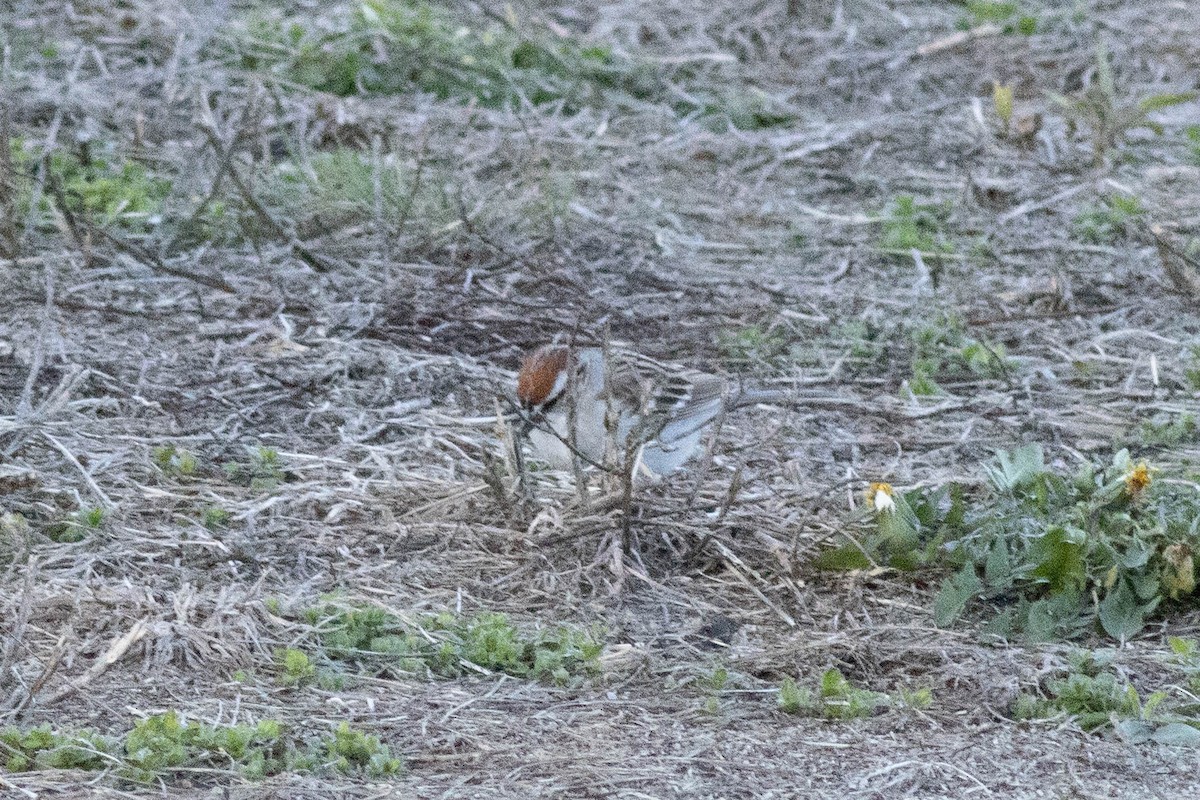 Chipping Sparrow - ML617048774