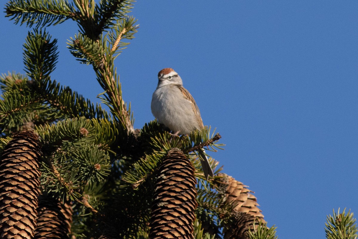 Chipping Sparrow - ML617048775