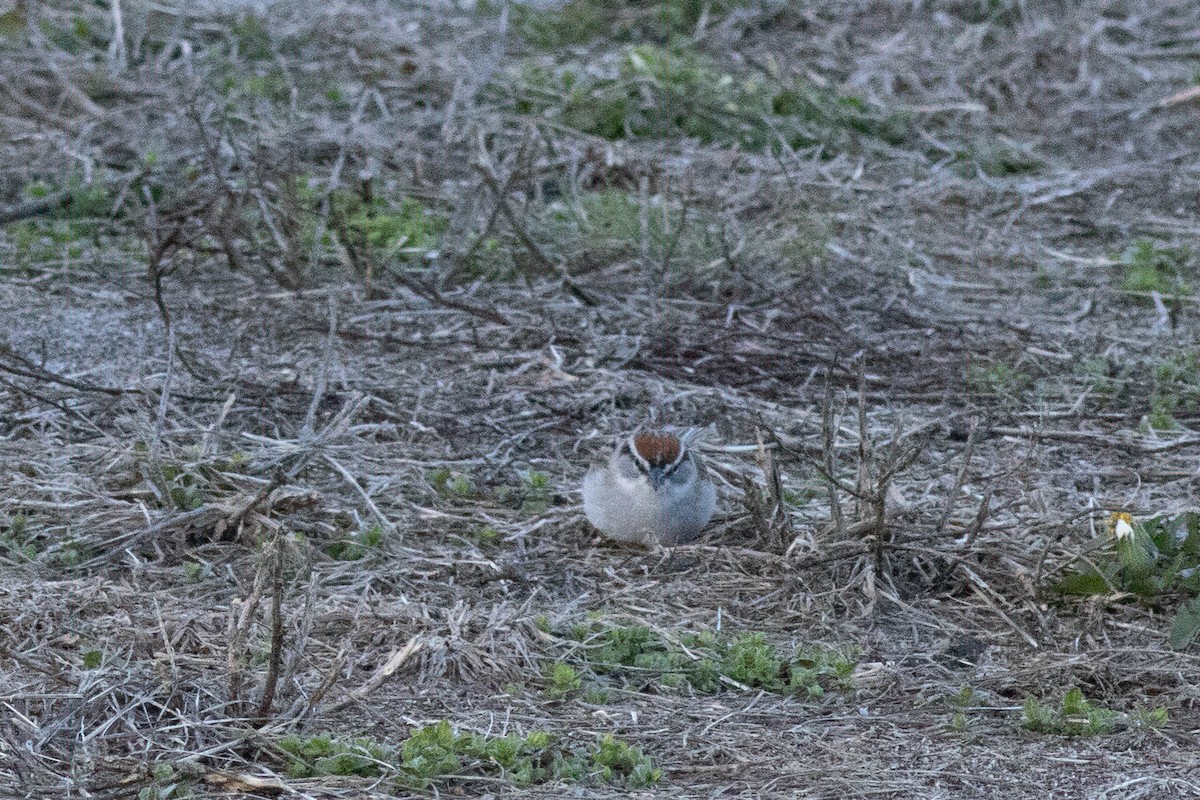 Chipping Sparrow - ML617048776