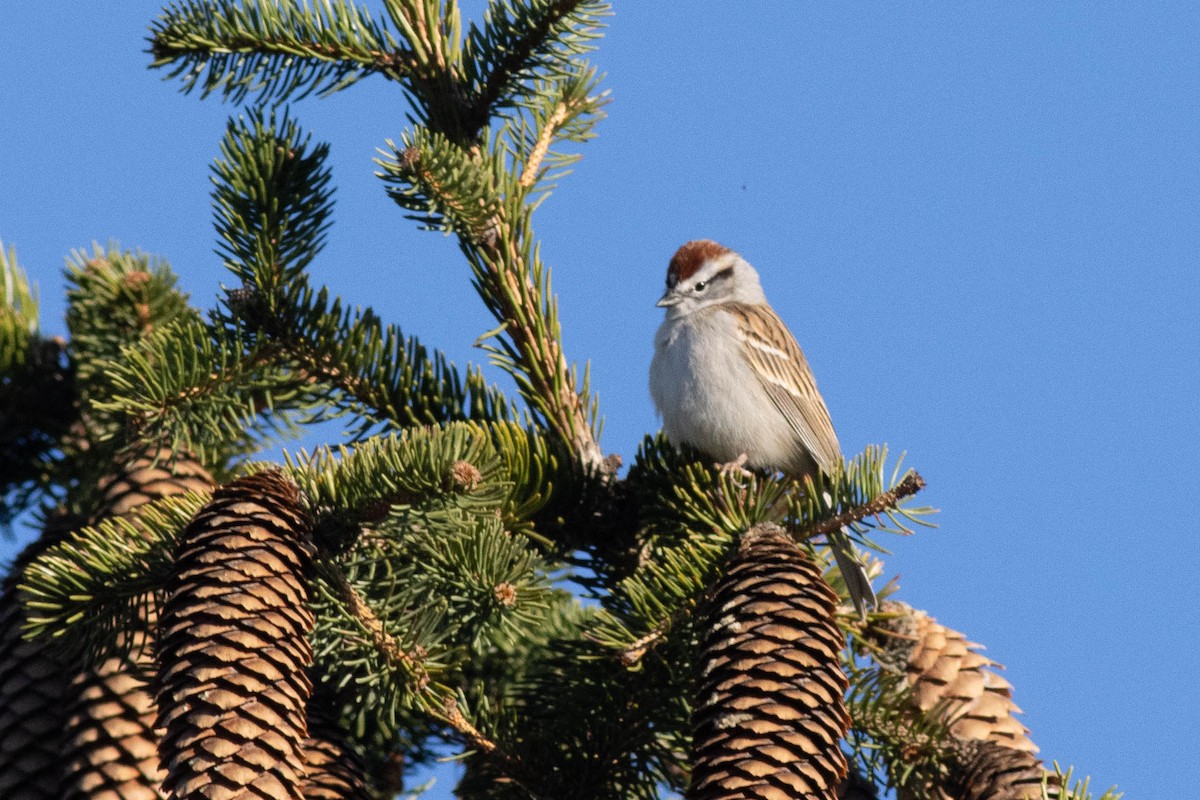 Chipping Sparrow - ML617048777