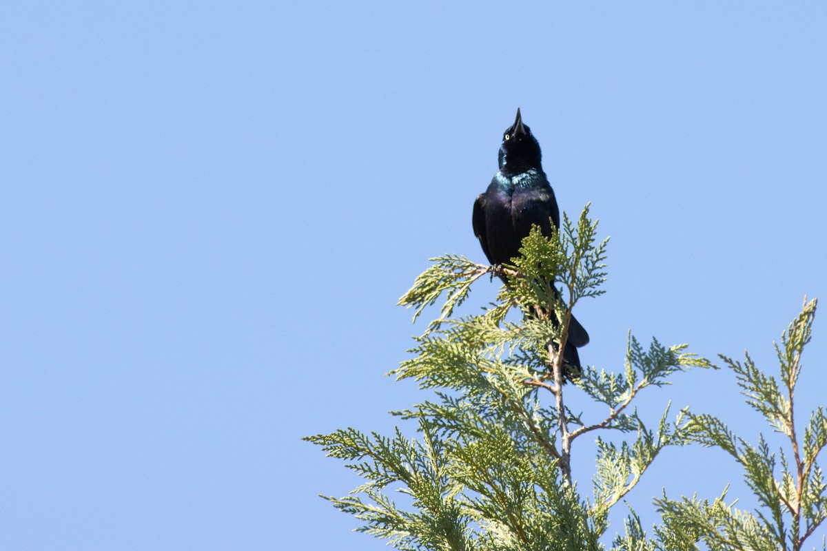 Common Grackle - ML617048792