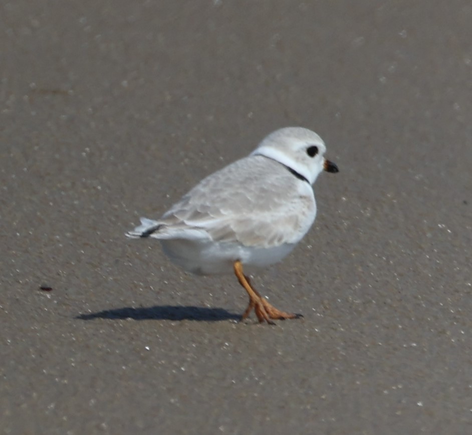 Piping Plover - ML617048825