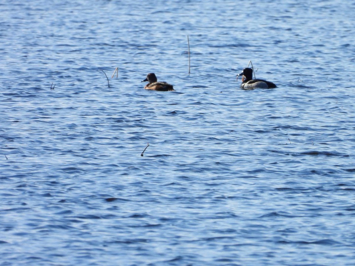 Ring-necked Duck - ML617048872