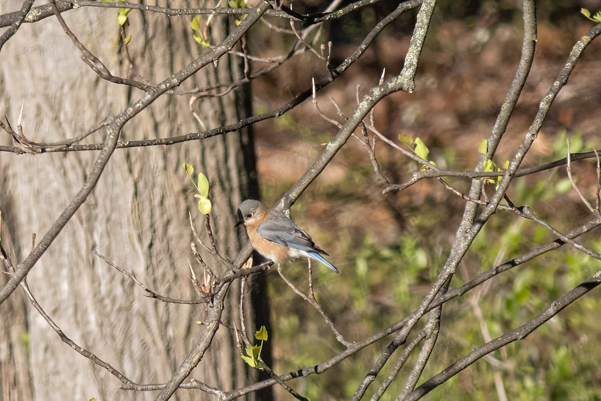 Eastern Bluebird - ML617048876