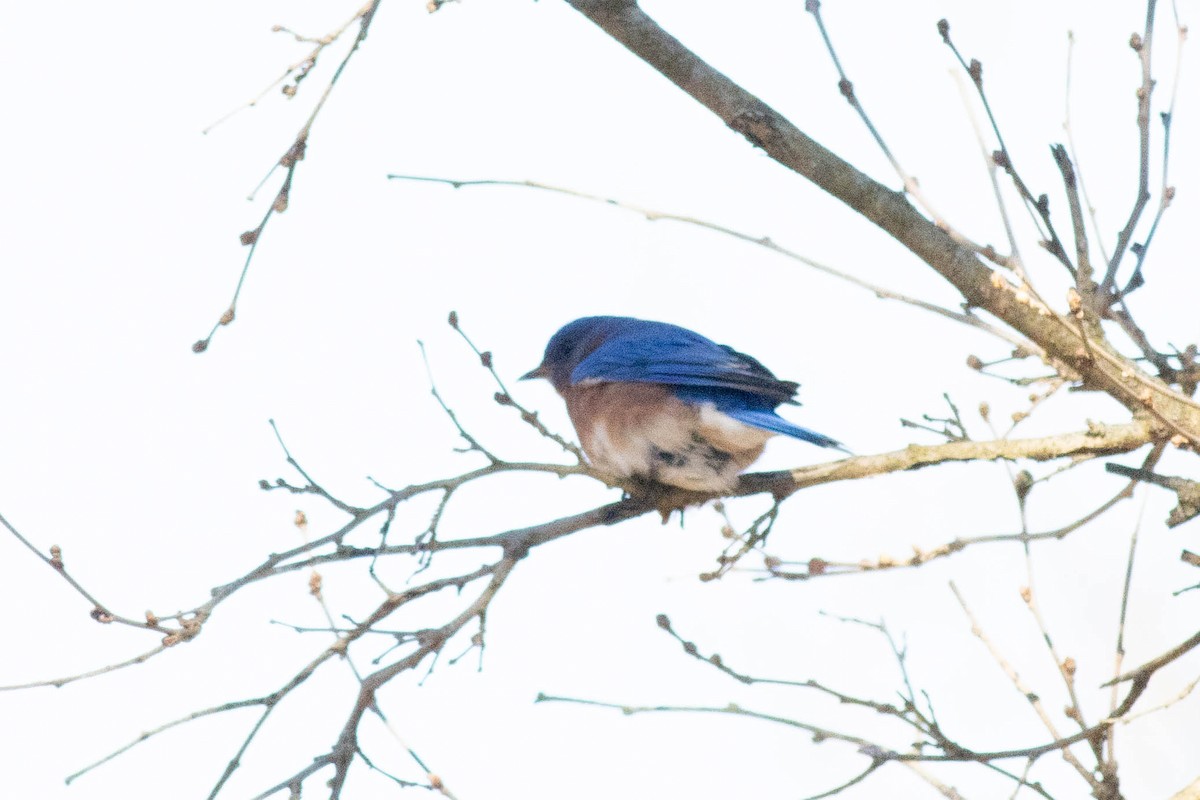 Eastern Bluebird - ML617048877