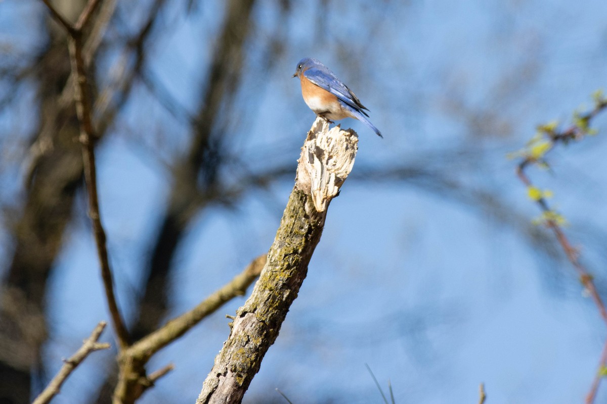 Eastern Bluebird - ML617048878