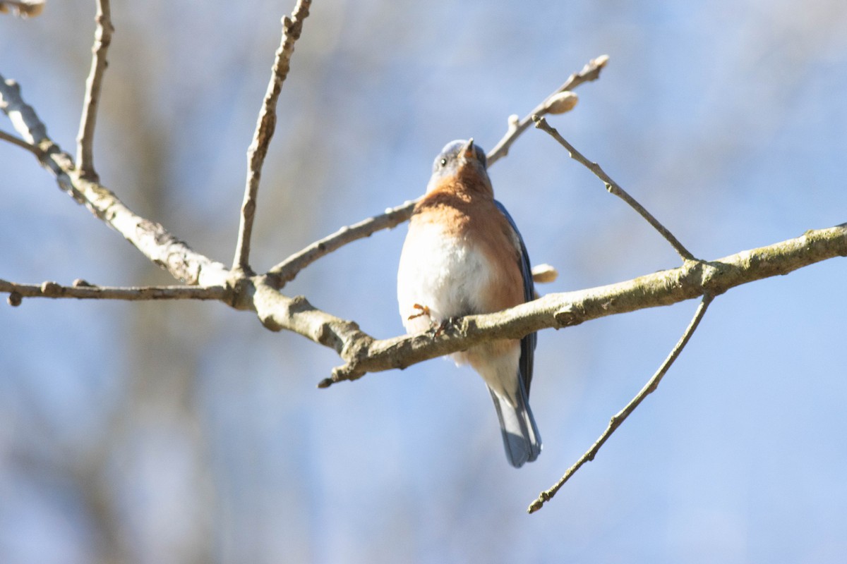 Eastern Bluebird - ML617048879